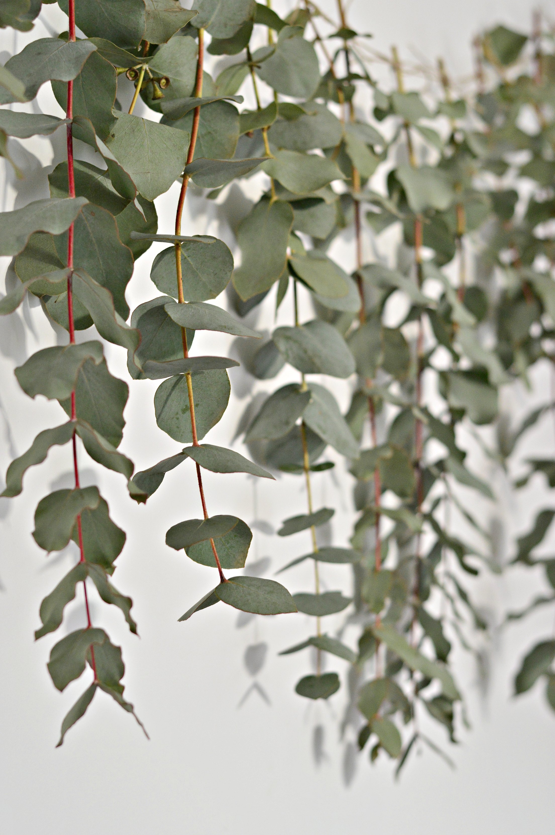 diy-eucalyptus-garland